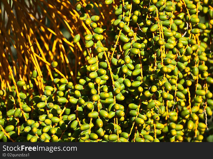 Cluster of unripe figs on date palms. Yellow-green small fruits.