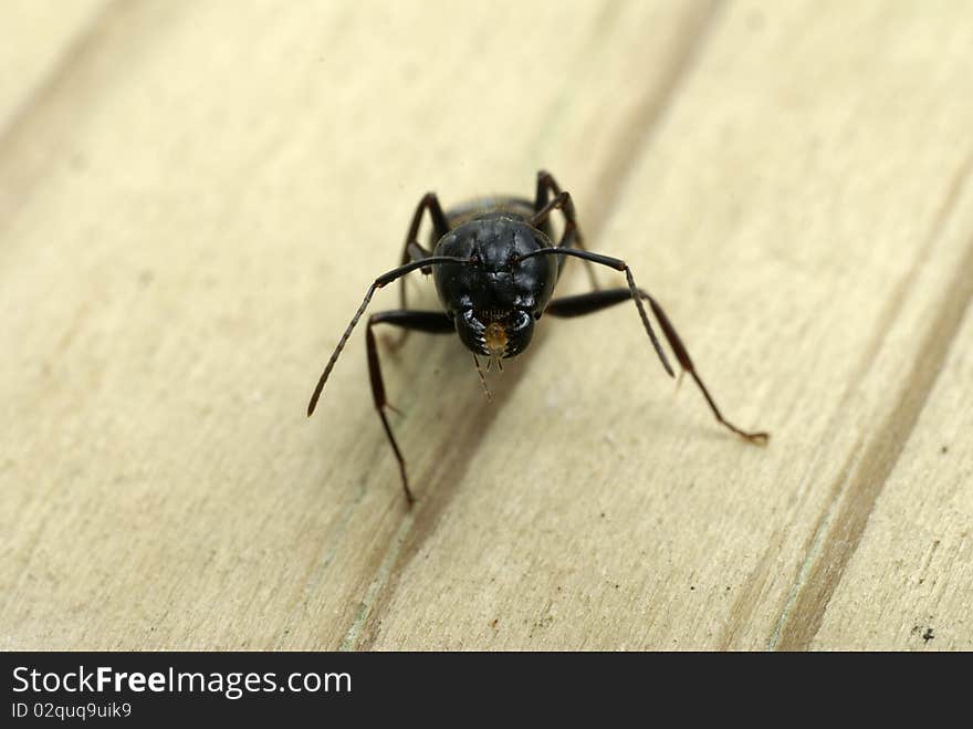 Close-up of carpenter ant head showing its mouth and jaws. Close-up of carpenter ant head showing its mouth and jaws