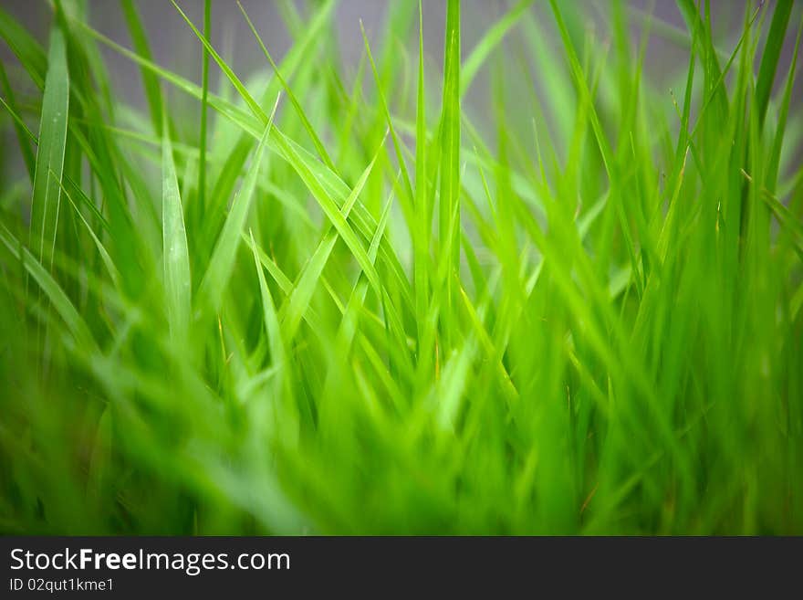 grass