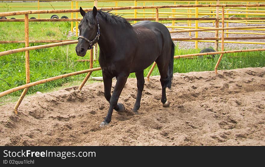 Horse on the site for training