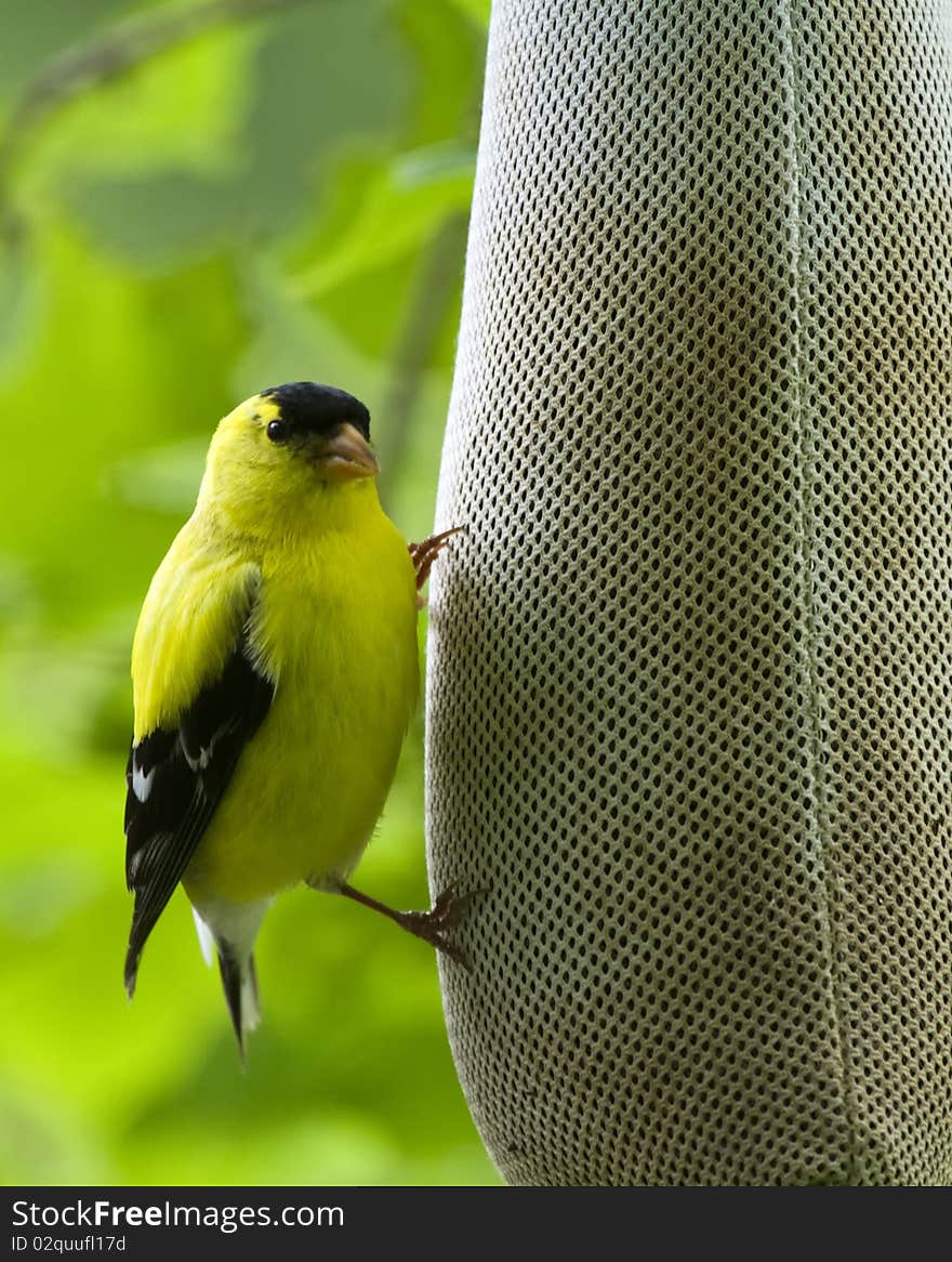 American Goldfinch (Carduelis Tristis)