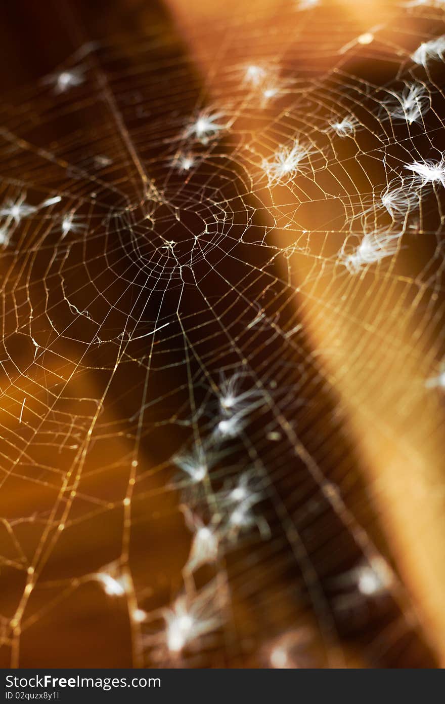 Old spider web. Shallow DOF. Abstract nature background.