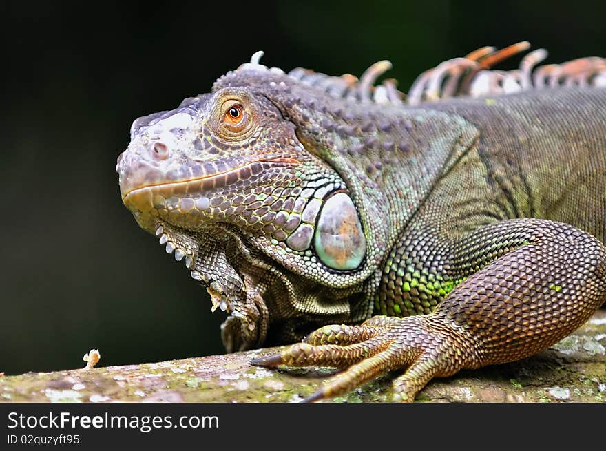 Rhinoceros Iguana (Cyclura cornuta), a threatened specie of lizard