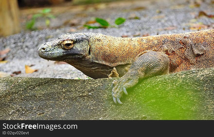 Monitor Lizard