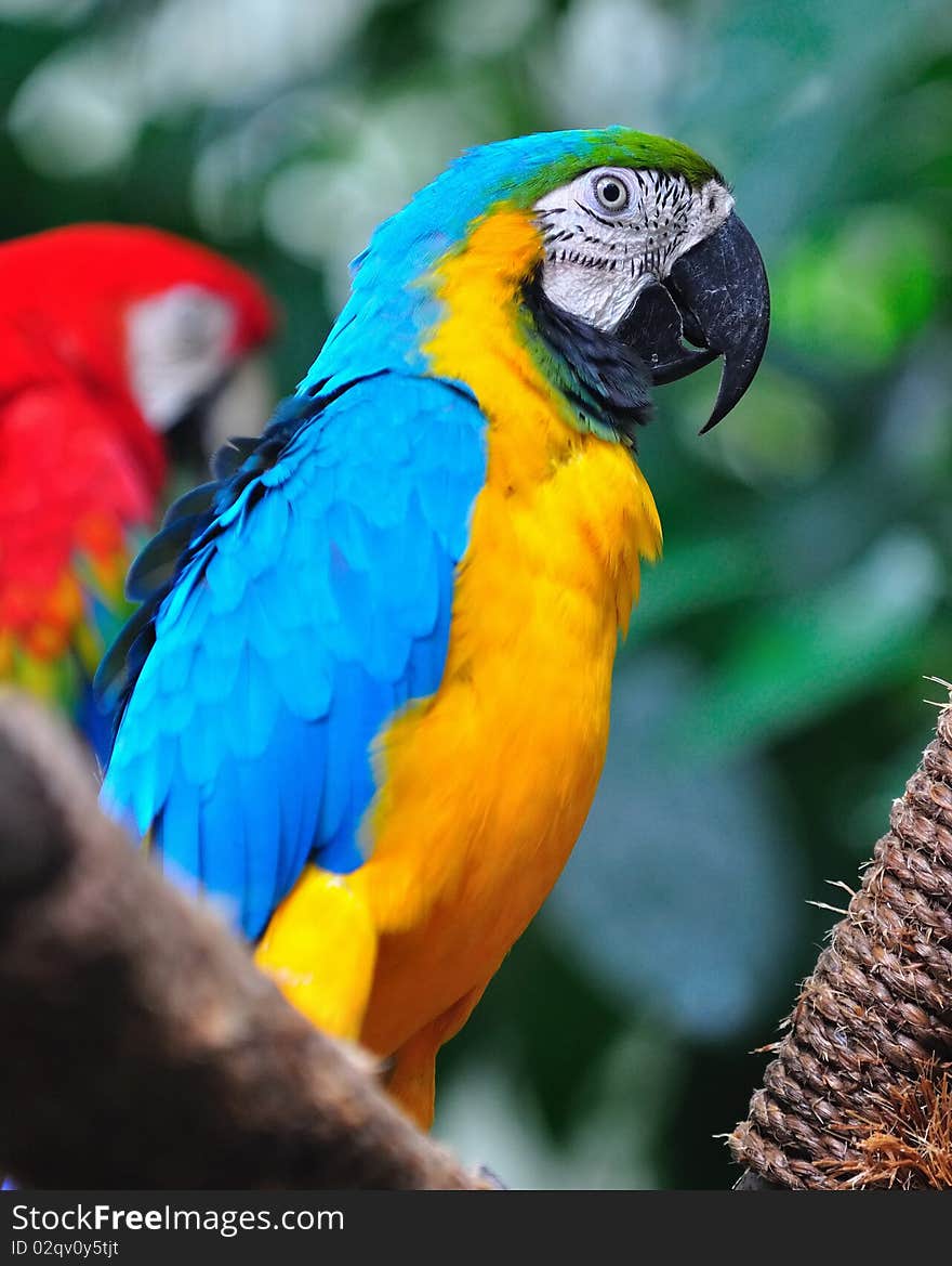 Colorful macaw perched on a branch. Colorful macaw perched on a branch