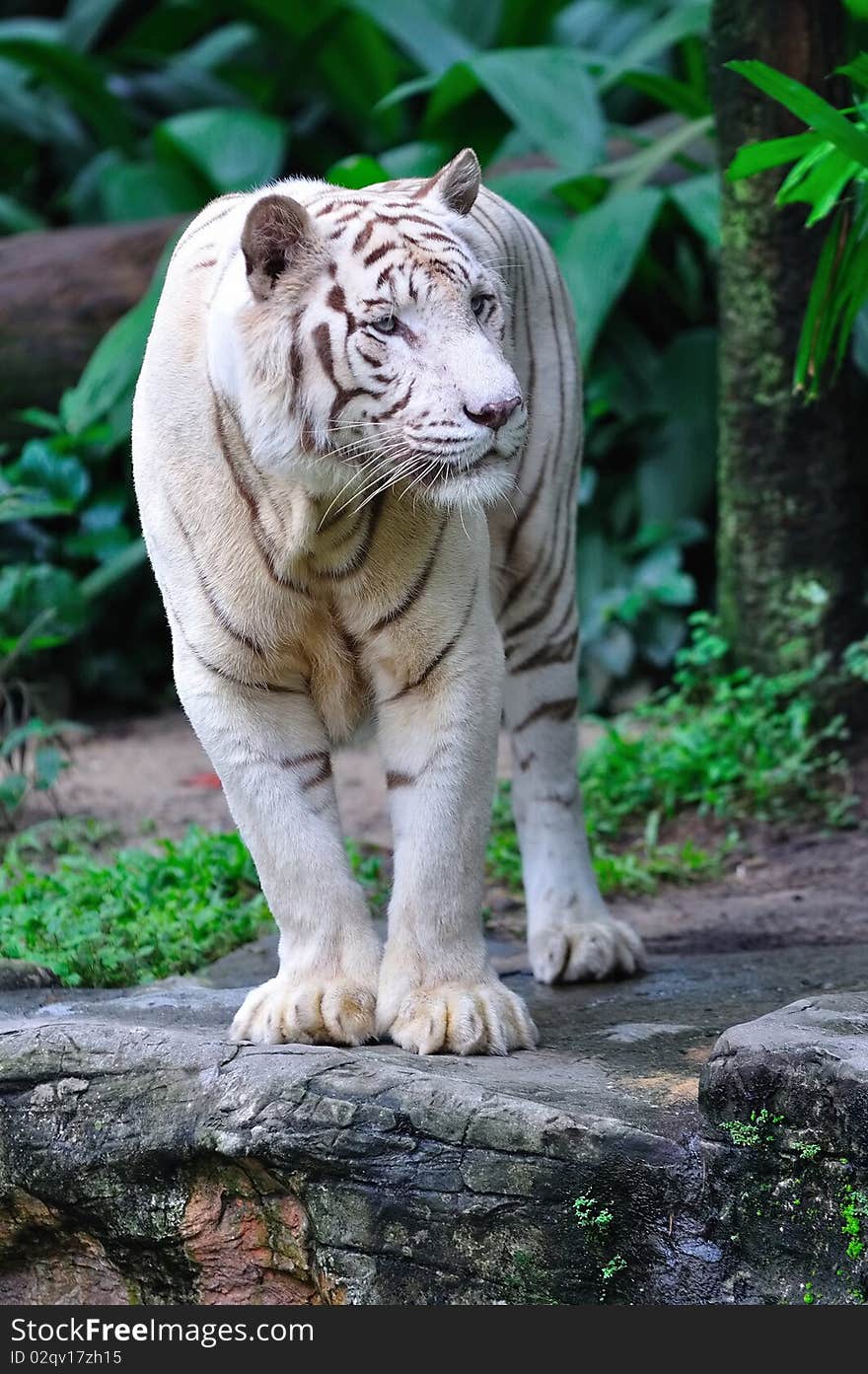 Endangered white tiger