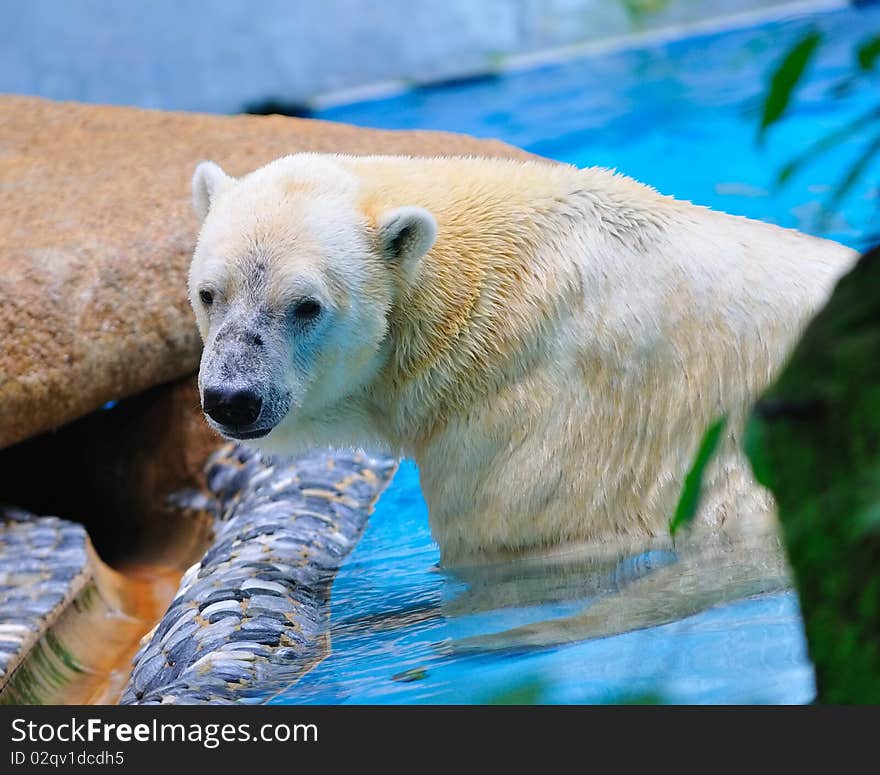 Polar Bear In Water