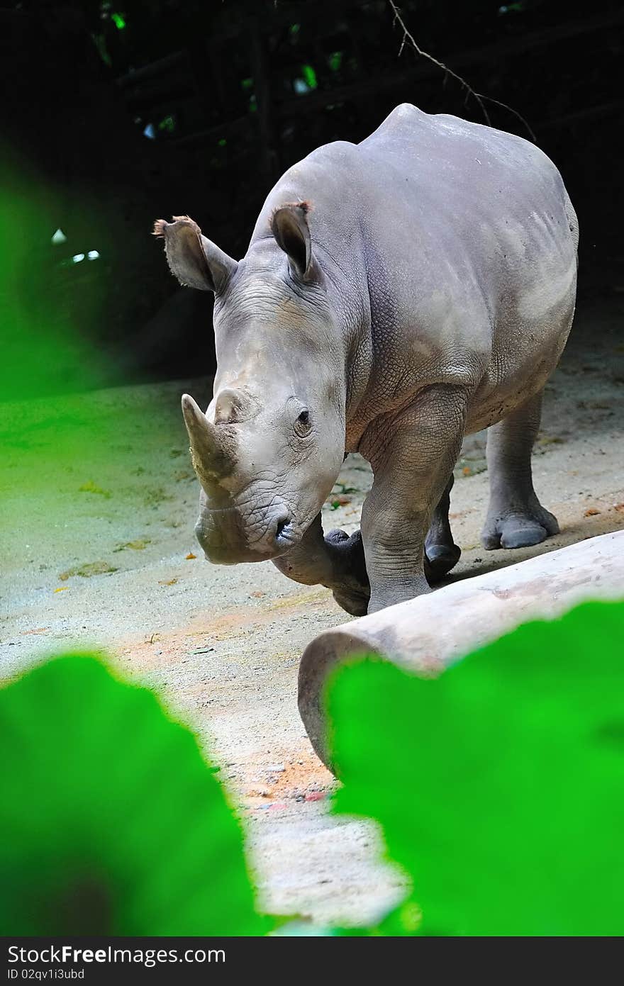 White rhinoceros (also known as Square-lipped rhinoceros) on a charge. White rhinoceros (also known as Square-lipped rhinoceros) on a charge