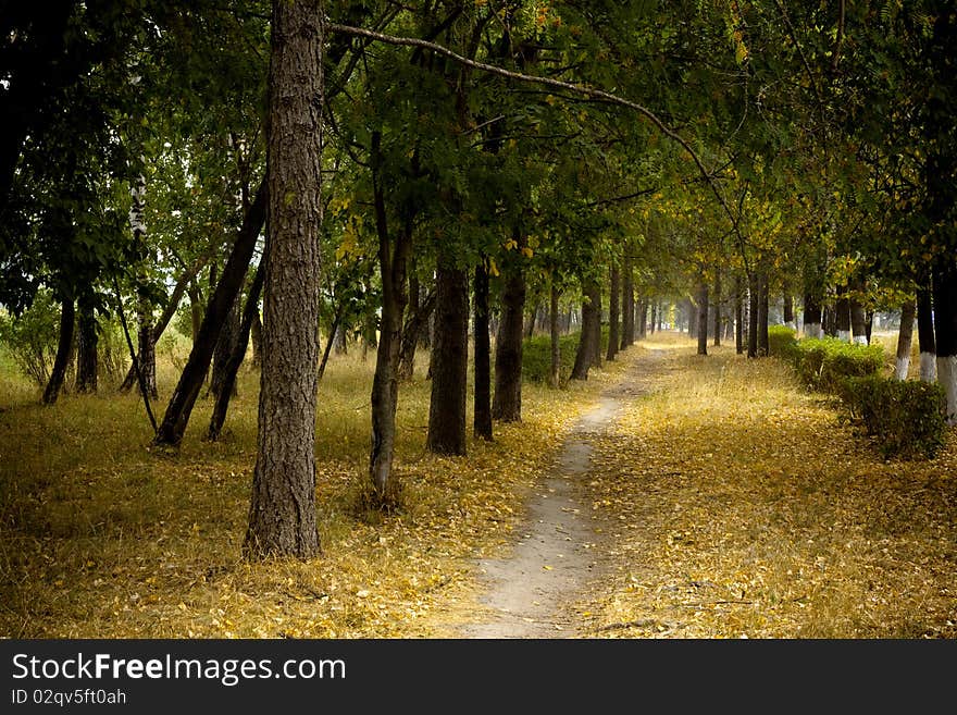 Empty pathway in autumn park