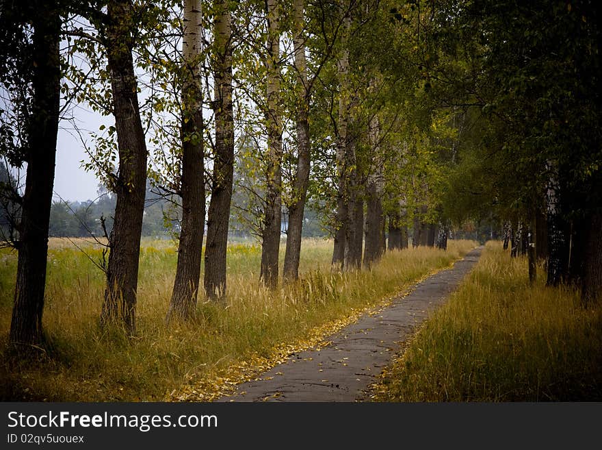 Pathway in autumn park