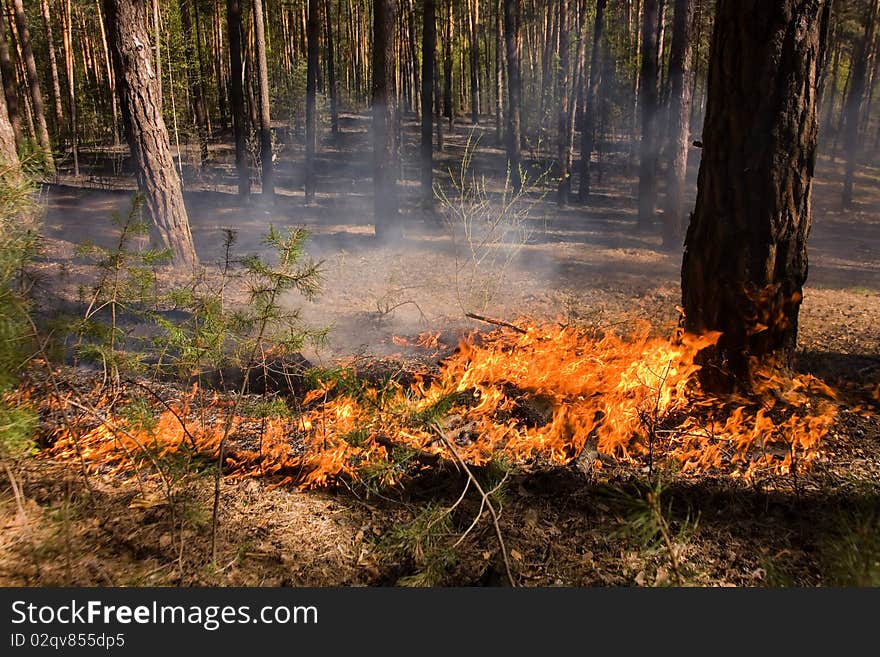 Fire in the summer pine forest with smoke. Fire in the summer pine forest with smoke