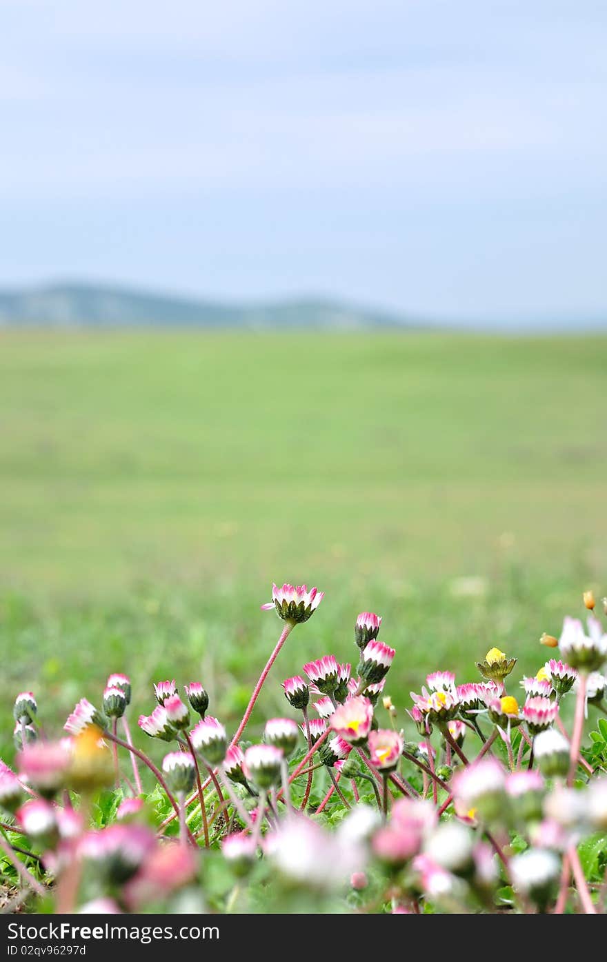 Meadow with daisies blue sky, green field