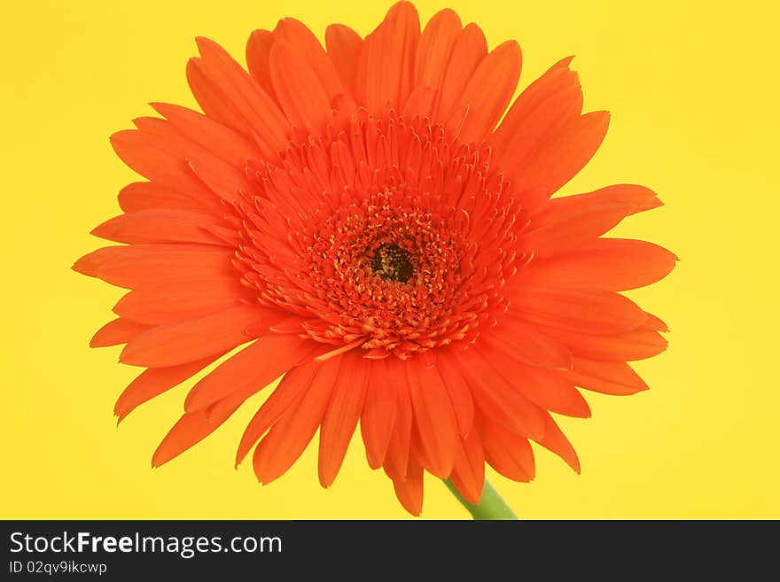 Red flower on a yellow background