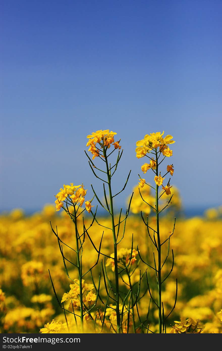 Brassica campestris bloom near Qinghai Lake in summer. Brassica campestris bloom near Qinghai Lake in summer