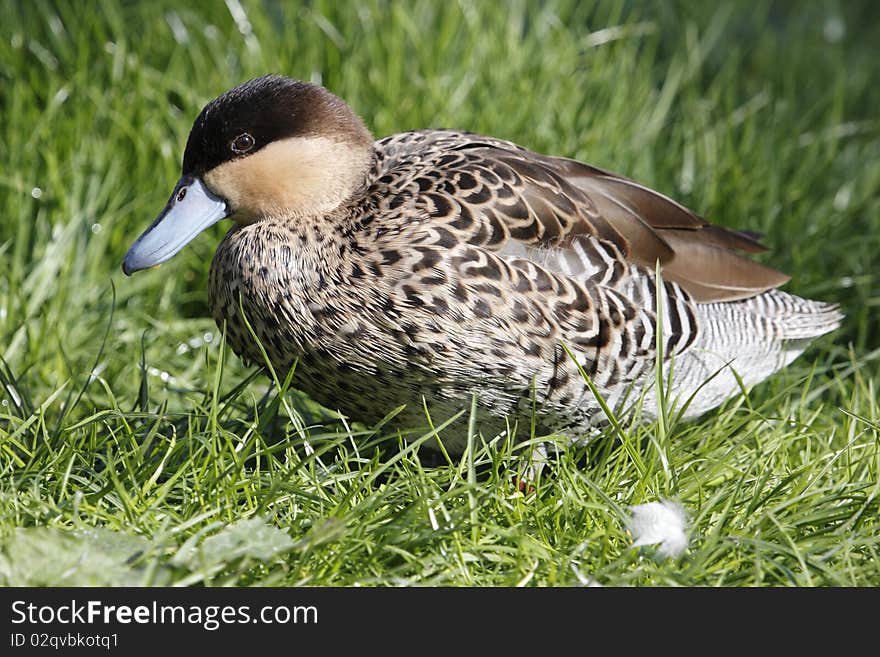 Hottentot teal