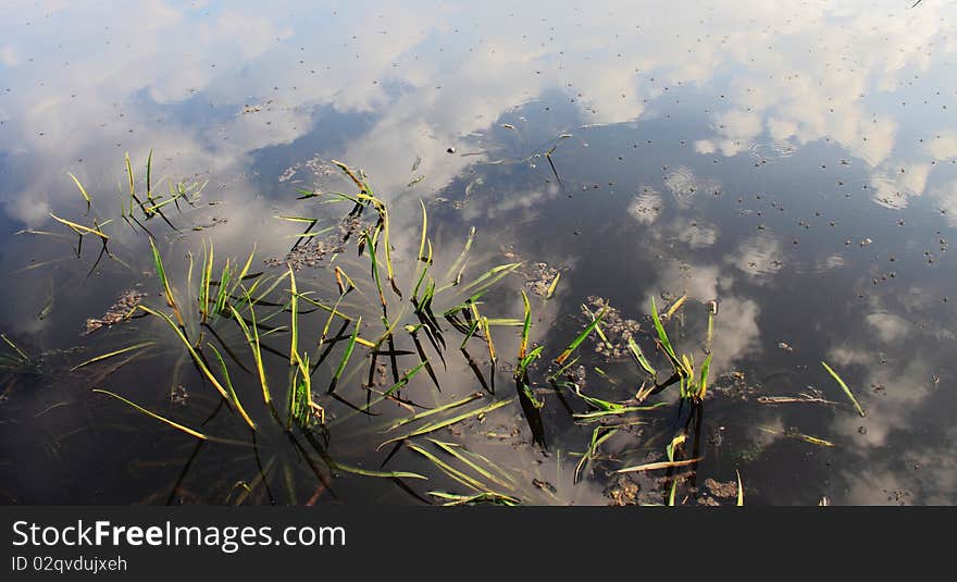 Seaweed and reflection