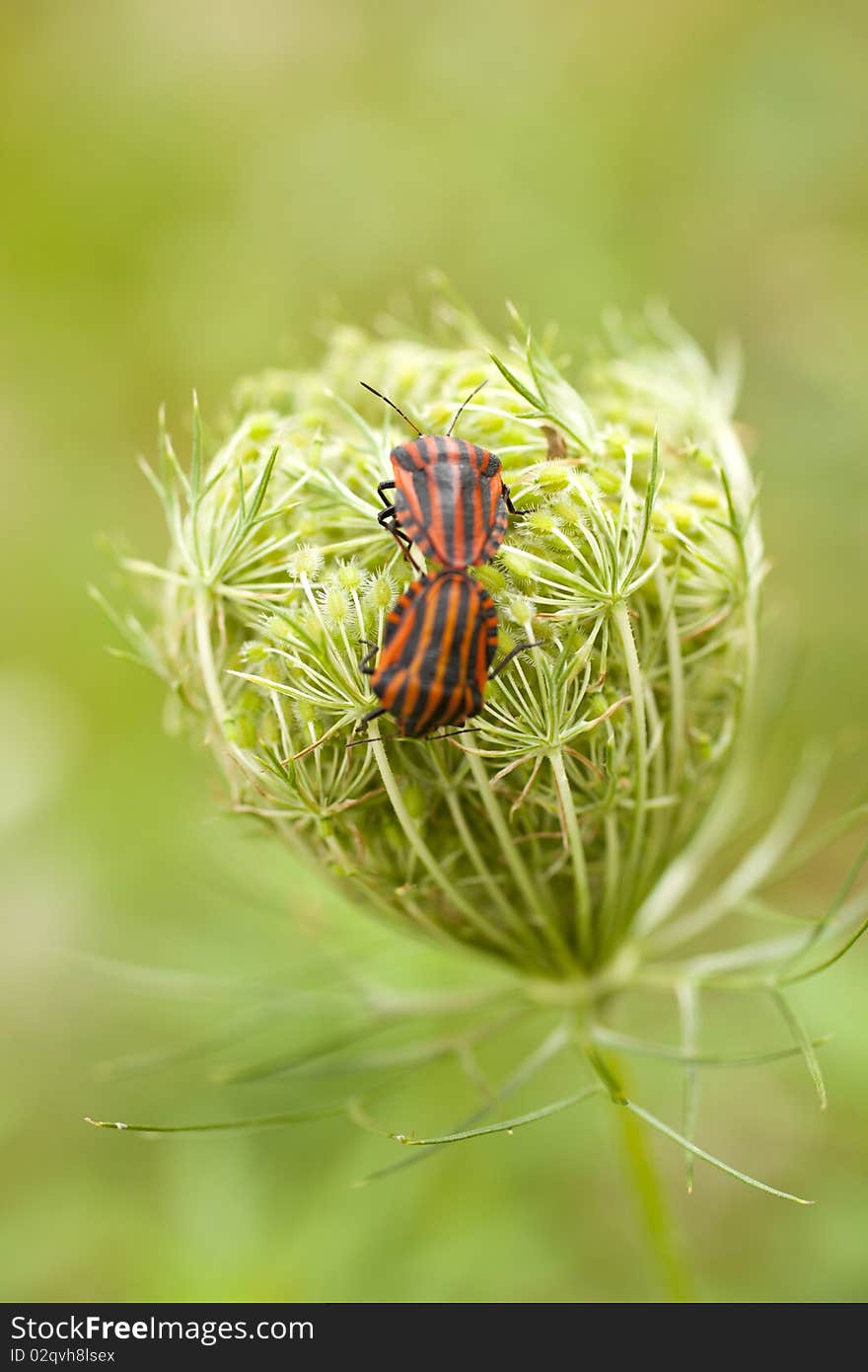 Red and black beetles