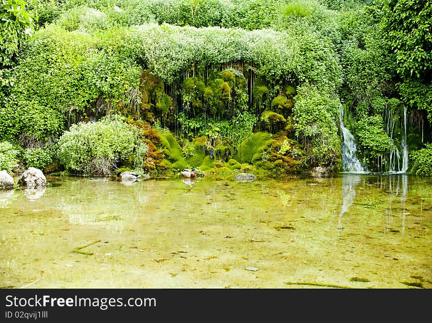 Pond with ducks and water