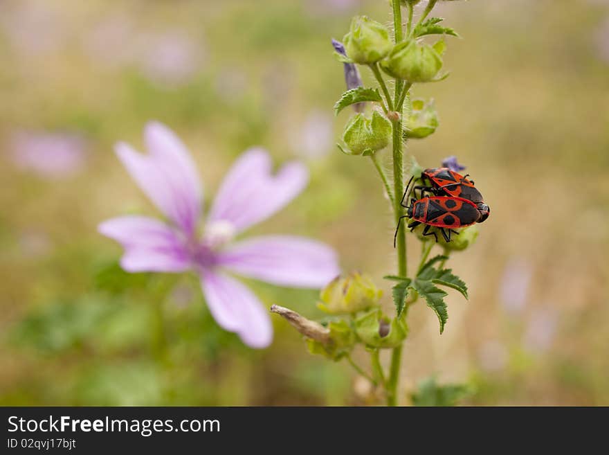 Red and black beetles