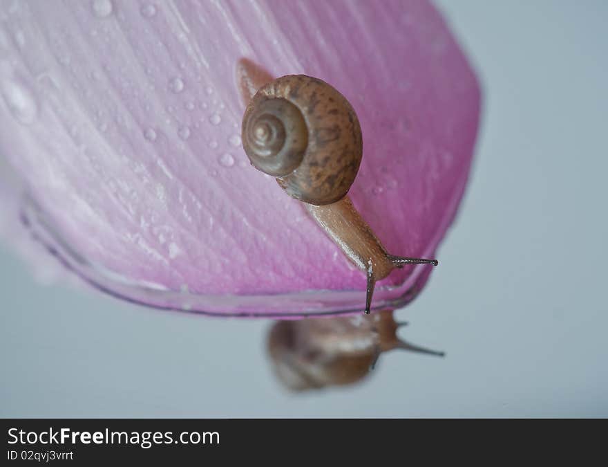 A snail on the flower at the front of the mirror