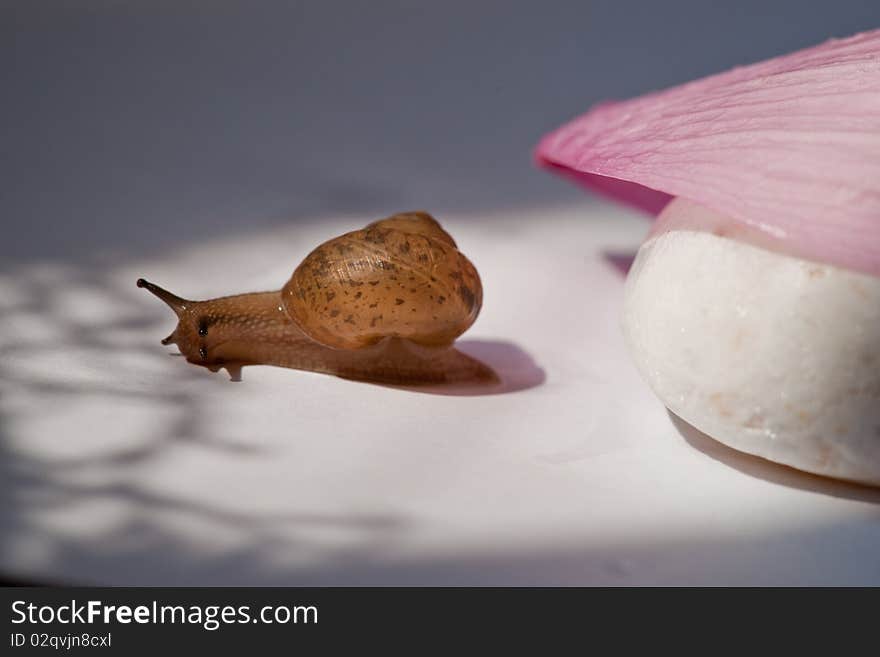 A snail under the sunshine besides a stone