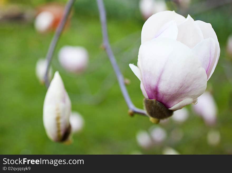 A white Magnolia on a branch