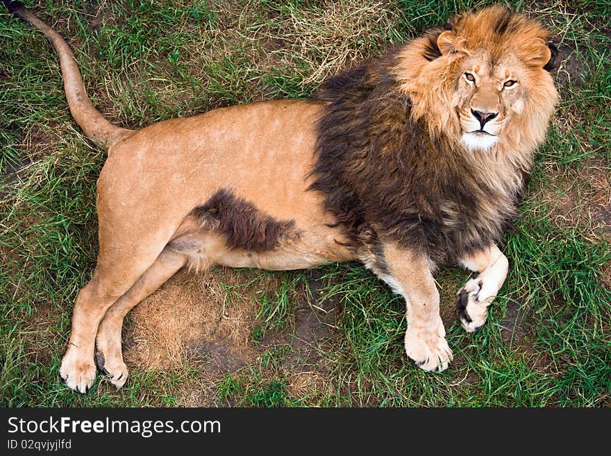 Lion resting on grass, top-view