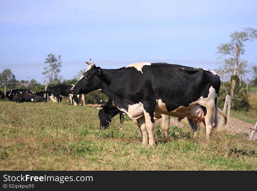 Black & white cows in field