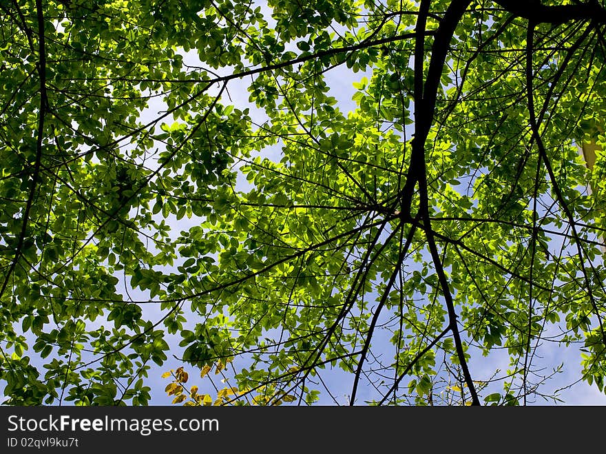 Leaves in trees in our housing estate, Banyan tree