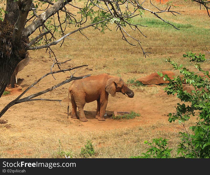 Red elephant staying on savannach. Red elephant staying on savannach