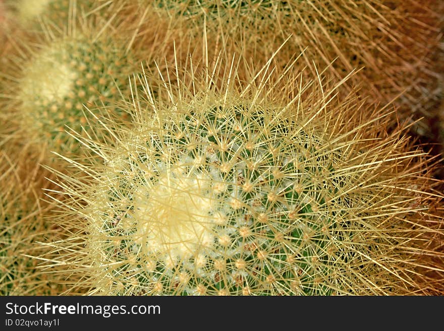 Close up cactus head background