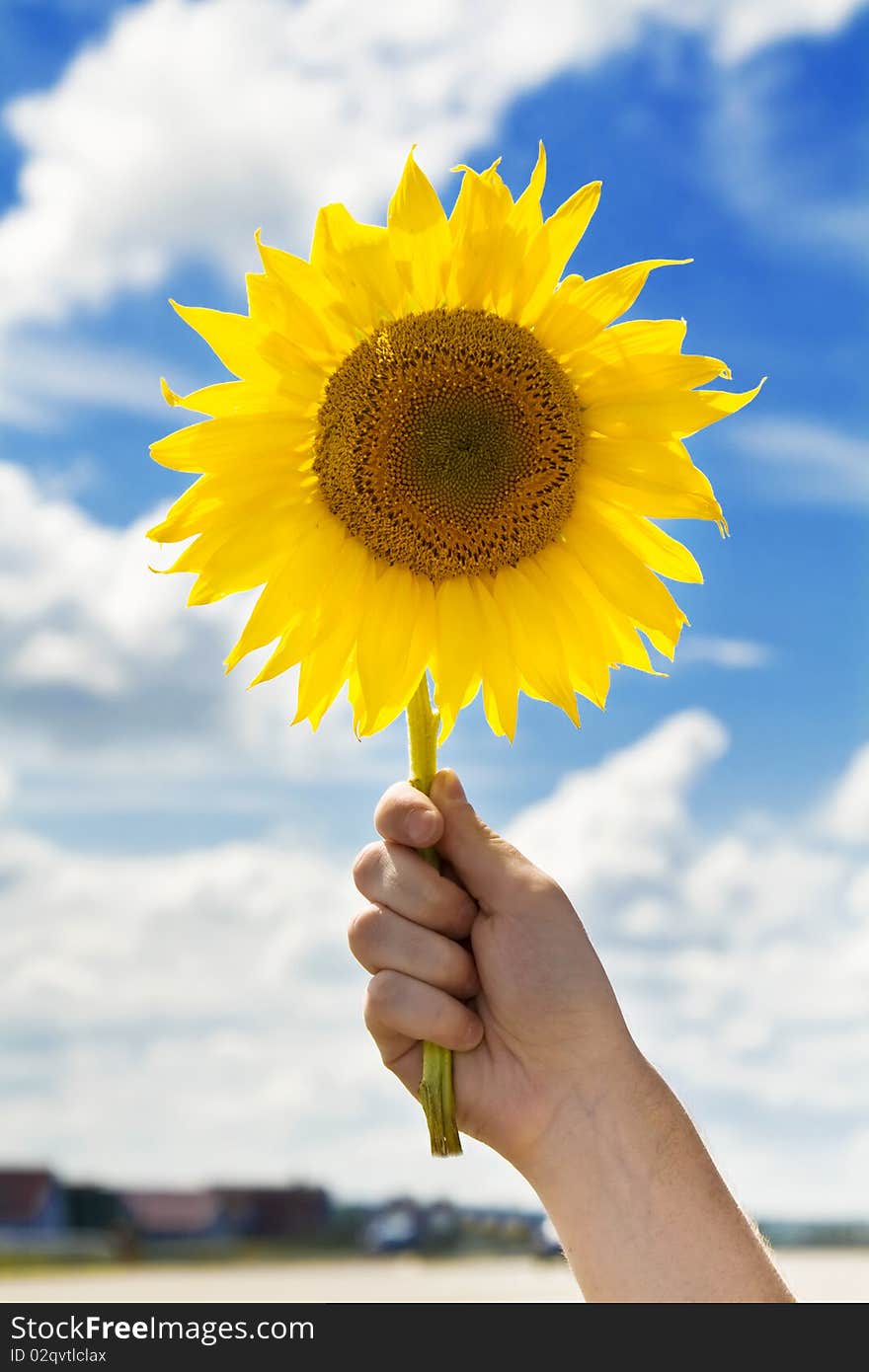 Sunflower in hand on blue cloudy sky