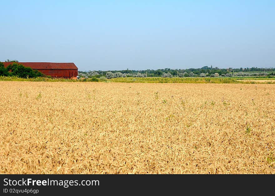 Field of wheat / 1 0