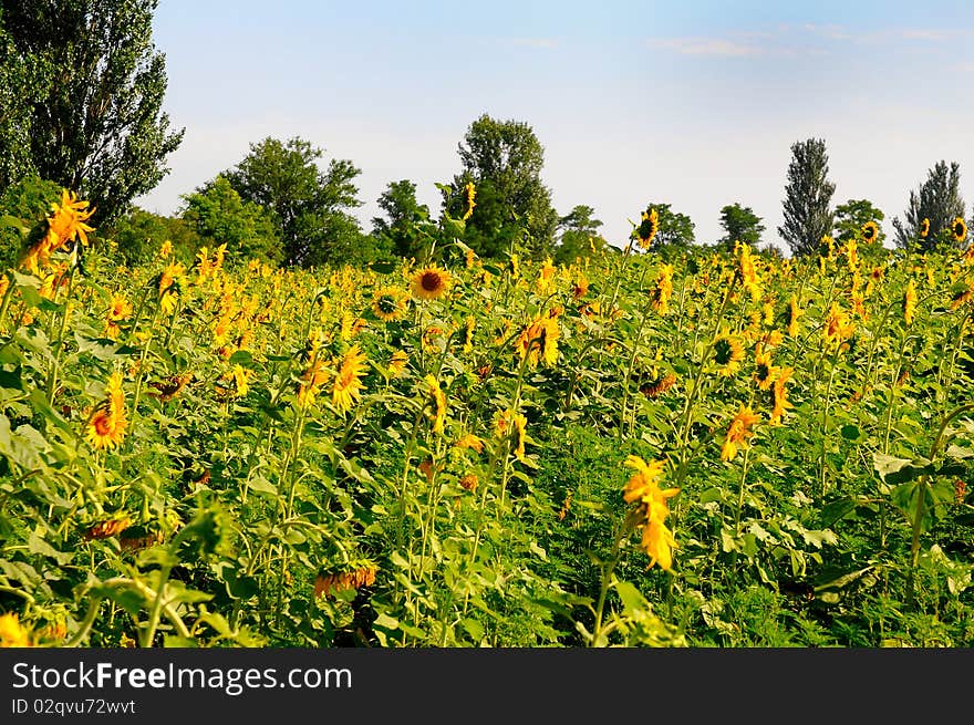 Sunflowers Field