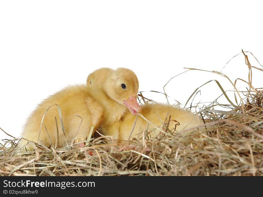 Two nestlings in nest on white background