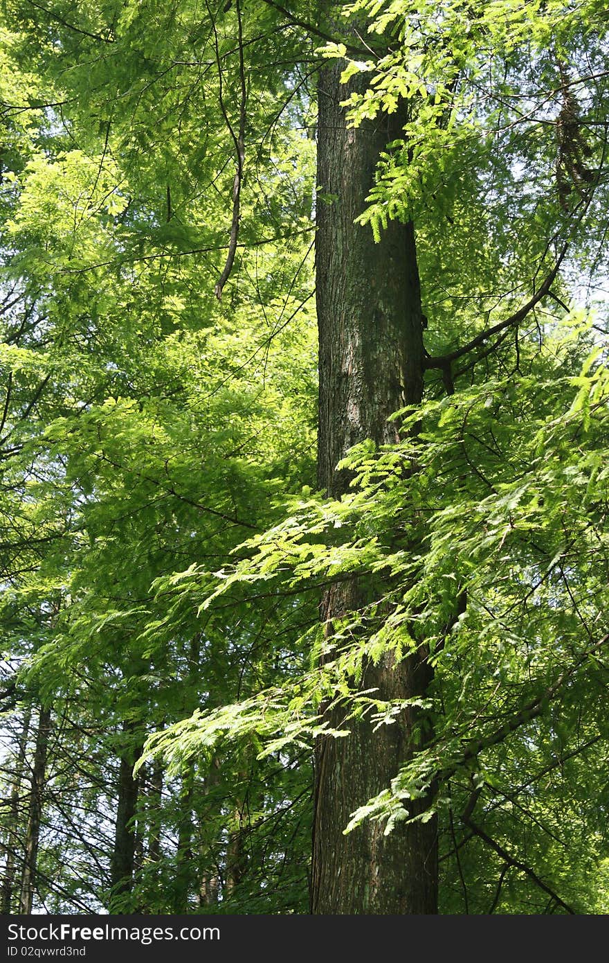 Metasequoia forest of rare wild. Metasequoia forest of rare wild