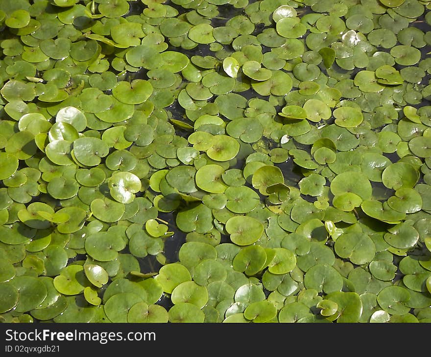 Water-lily