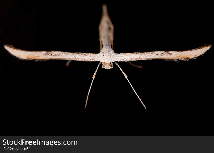 White Plume Moth