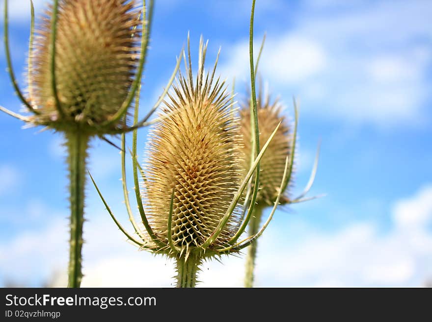 Teasel thistle