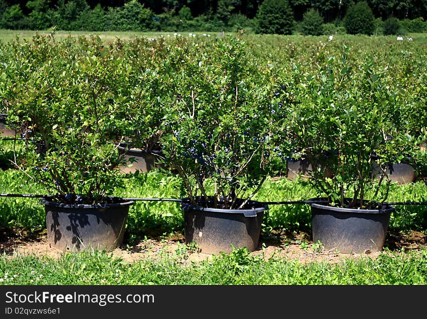 A big field with blueberrys in pots to the selfpicking. Here in full maturity. A big field with blueberrys in pots to the selfpicking. Here in full maturity.