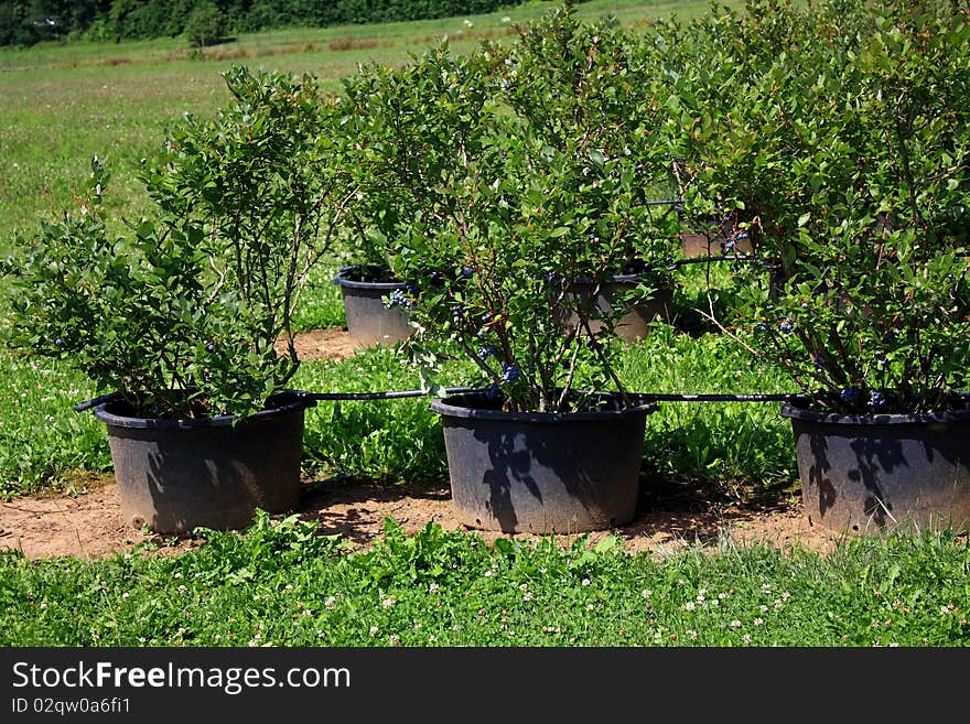 A big field with blueberrys in pots to the selfpicking. Here in full maturity. A big field with blueberrys in pots to the selfpicking. Here in full maturity.