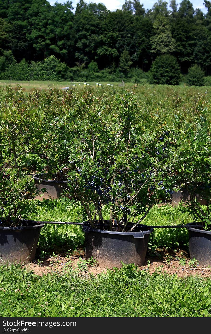 A big field with blueberrys in pots to the selfpicking. Here in full maturity. A big field with blueberrys in pots to the selfpicking. Here in full maturity.