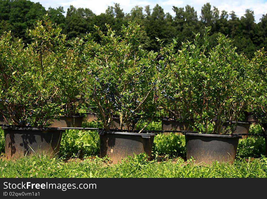 A big field with blueberrys in pots to the selfpicking. Here in full maturity. A big field with blueberrys in pots to the selfpicking. Here in full maturity.