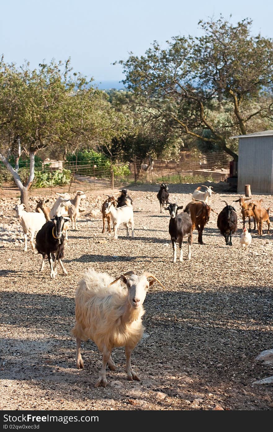 Goat and sheeps in the farm