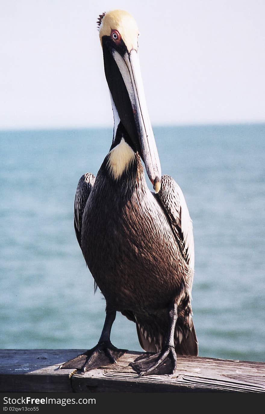 Portrait of Pelican in mooring in Florida USA. Portrait of Pelican in mooring in Florida USA