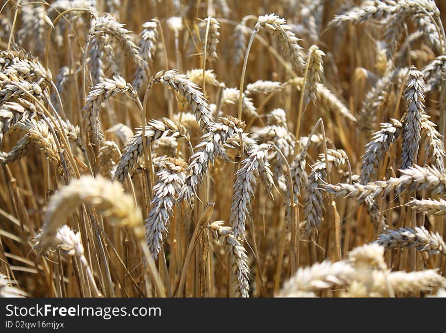 Ripe wheat