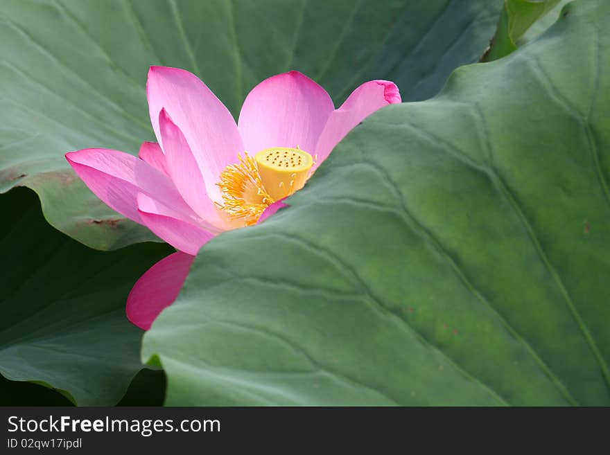 Lotus flower