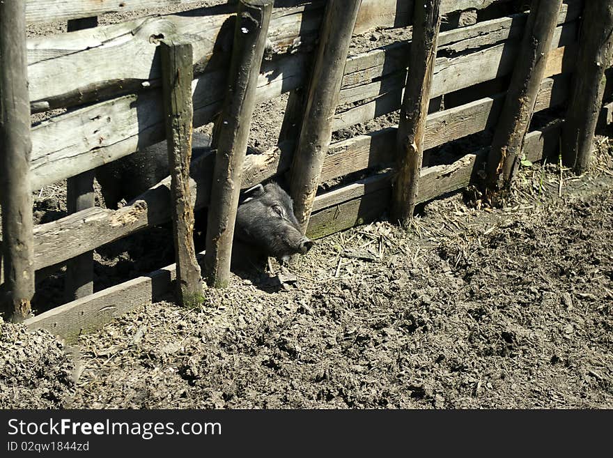 The small pig trying to puch fence