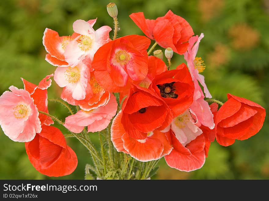 Digital photo of a bouquet of poppies at green background. Digital photo of a bouquet of poppies at green background