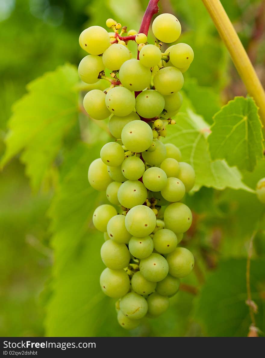 Bunch of green grapes with grape leaves in the background. Bunch of green grapes with grape leaves in the background